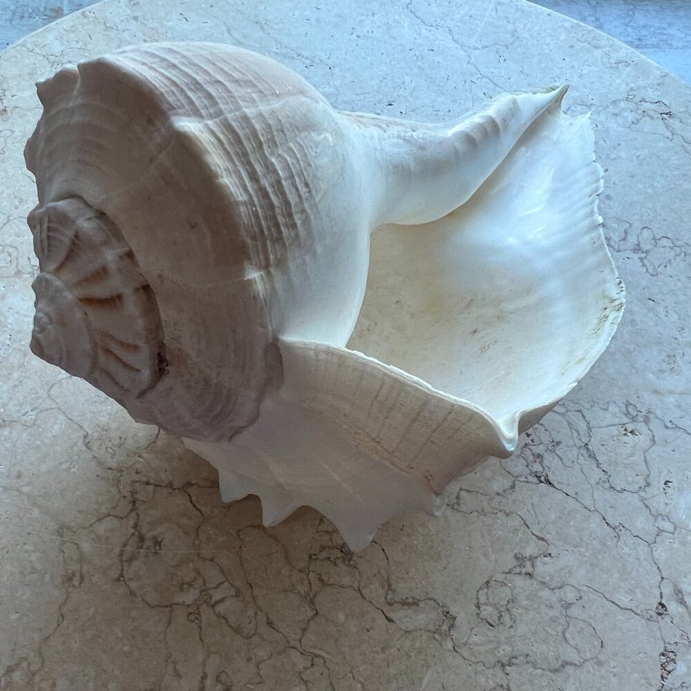 Large Natural & Beautiful Shell - Picture 2 of 8